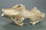 Partial Oreodont (Merycoidodon) Upper Skull - Nebraska #269860-4